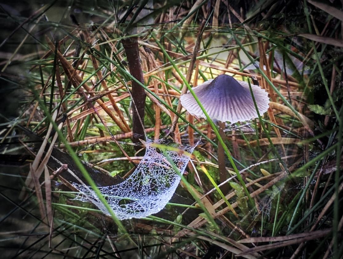 Violetti sieni ja siitä roikkuva hämähäkinseitti, joka näyttää riippumatolta.
