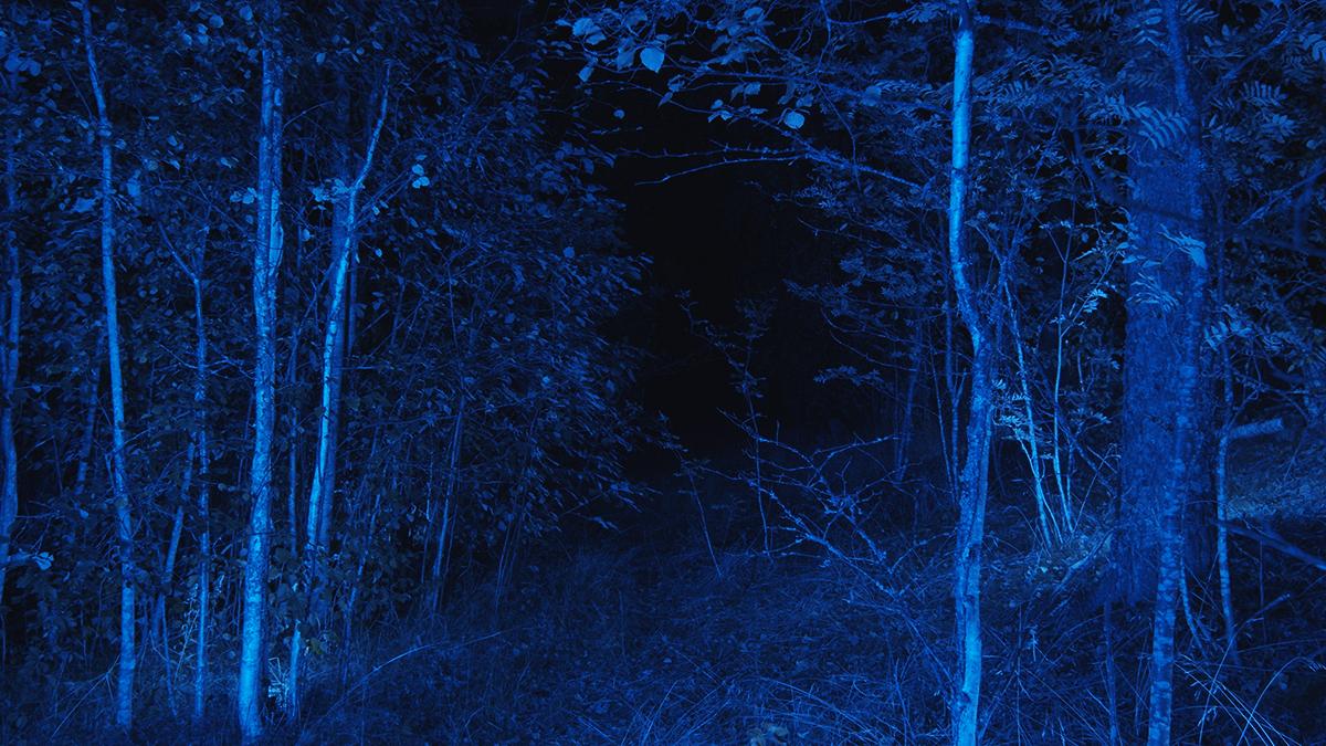 Sinisävyinen kuva pimeästä metsästä.