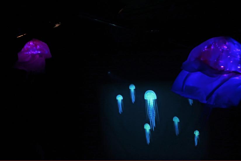 Aistiharha / Photo: Reija Stenius Colourful jellyfish in front of a black background