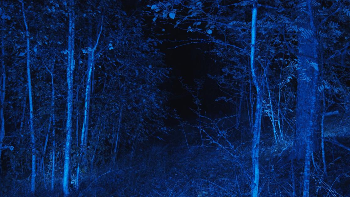 Sininen, pimeä metsä