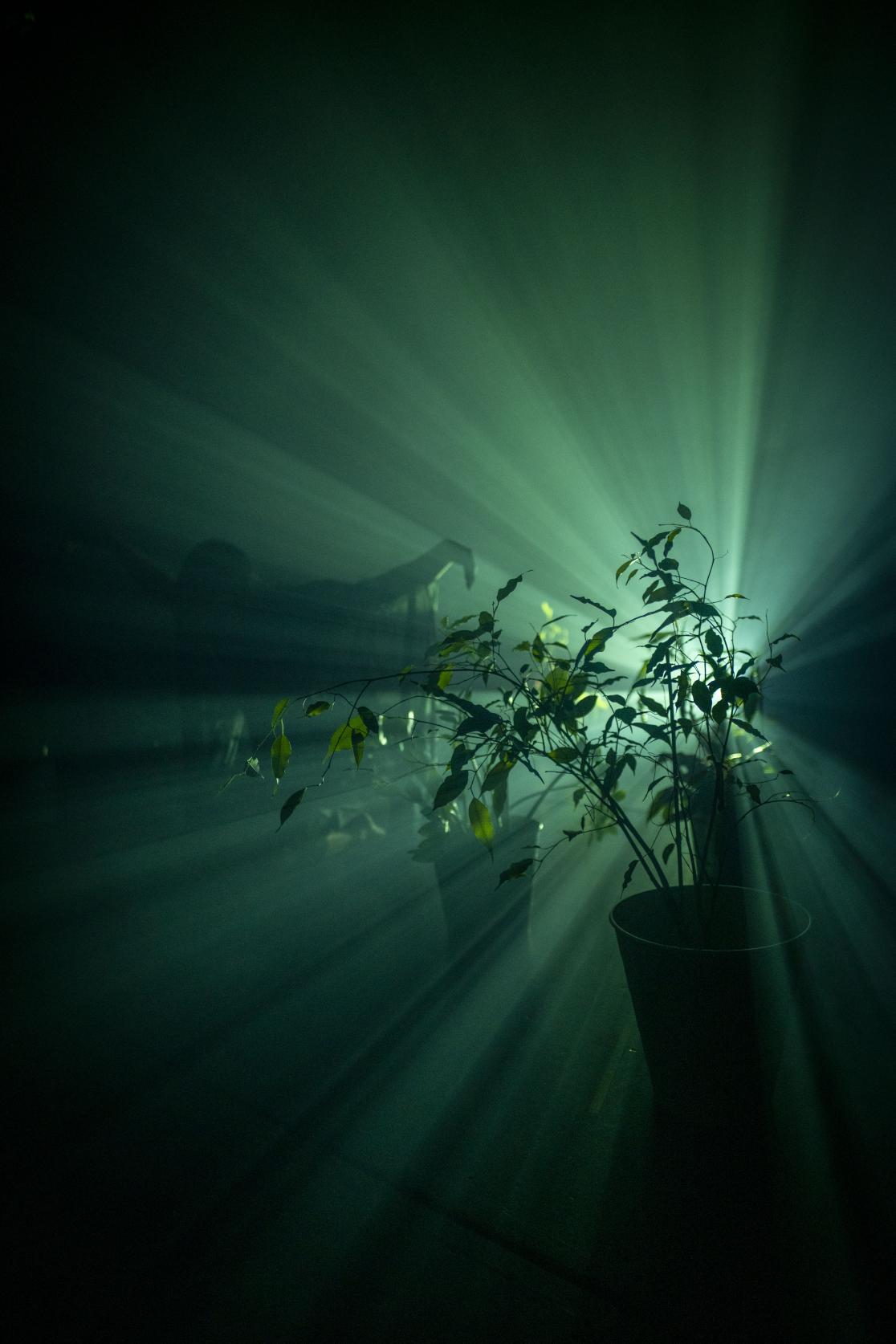 Tummasävyinen kuva, jossa näkyy kasvi