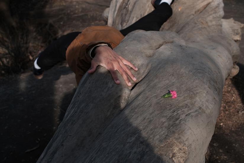 Fallen trunk of a tree and a blossom on top of it, a hand reaching from behind it