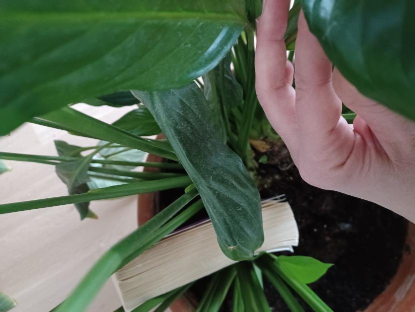 A hand touching a green plant, there is an book underneath the plant.